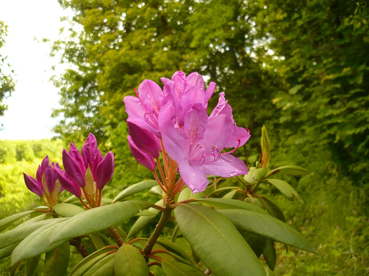 Rhododendron ponticum subsp. baeticum (Ericaceae)